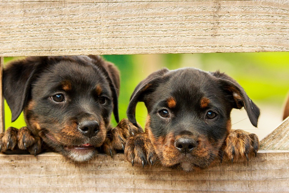 Associazione Ohana cani in Sicilia