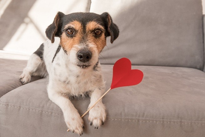 Cane e cuore