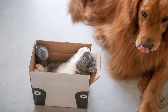 Golden retriever e gattino