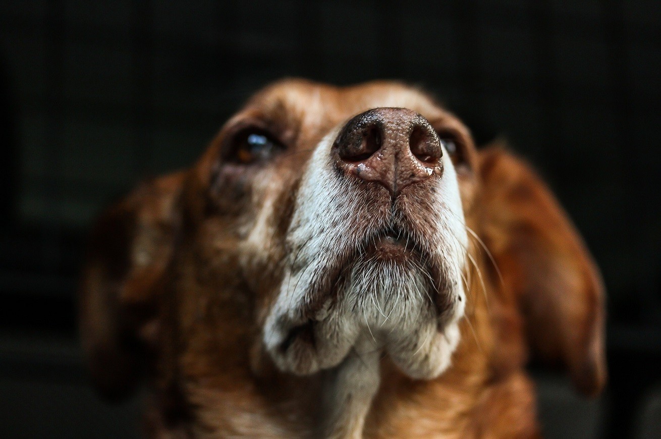 Cane, tartufo