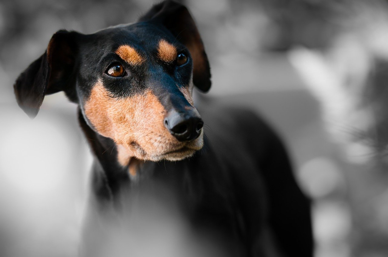 Classifica dei cani più intelligenti