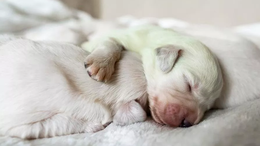 Golden Retriever verde