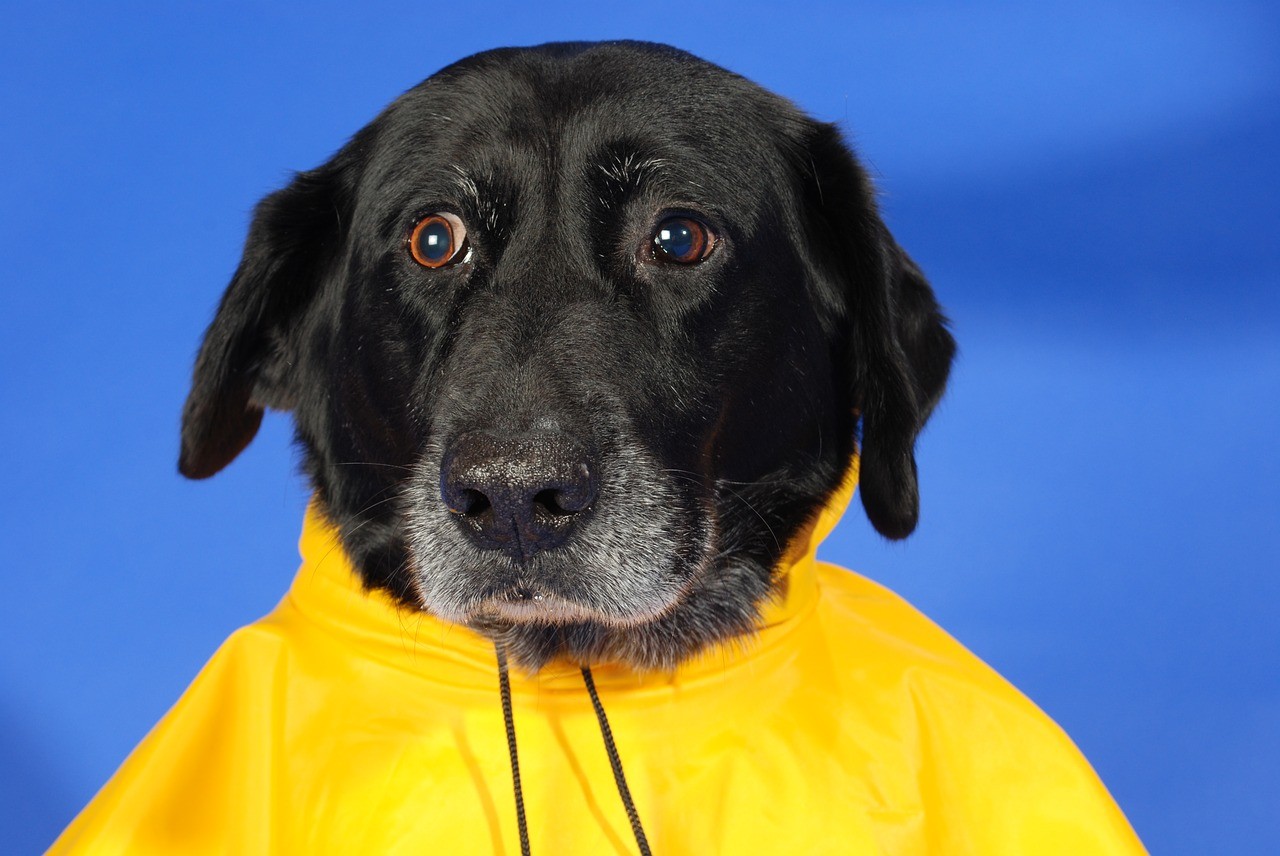 Impermeabili per cani