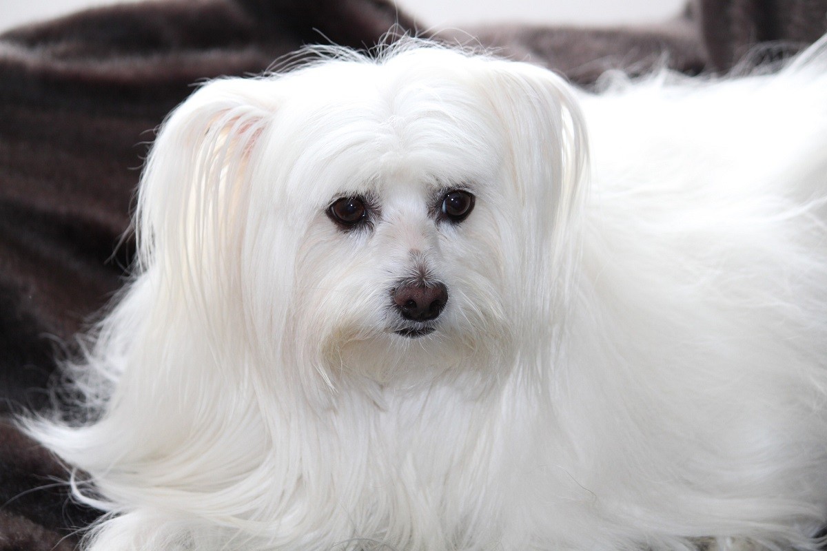 Maltese adulto, pelo lungo