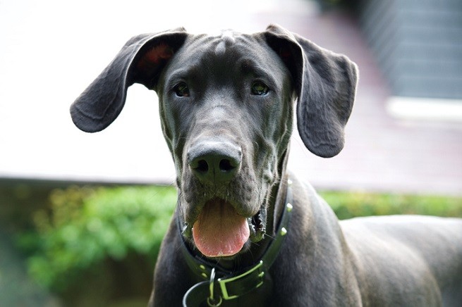 Megaesofago cane: Alano