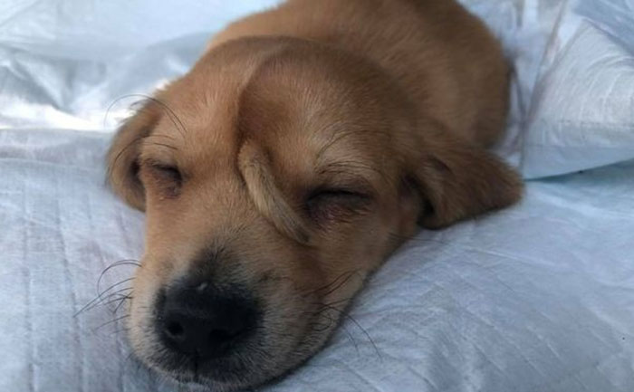 Narvalo cucciolo di cane unicorno