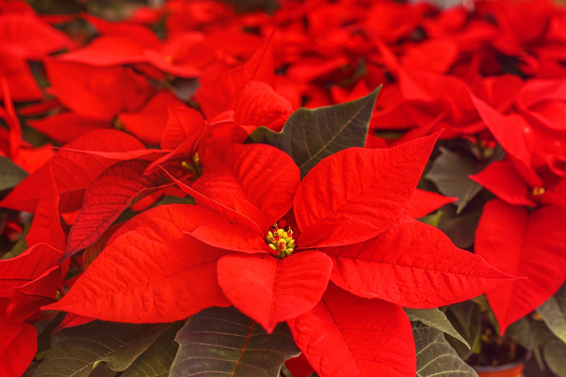 Pianta detta Stella di Natale