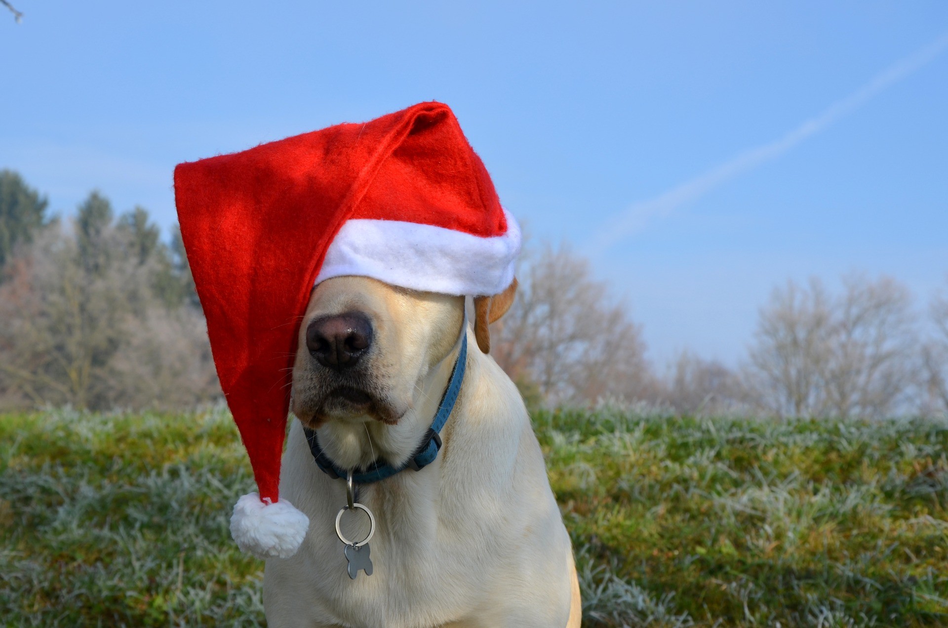 Auguri di buon Natale