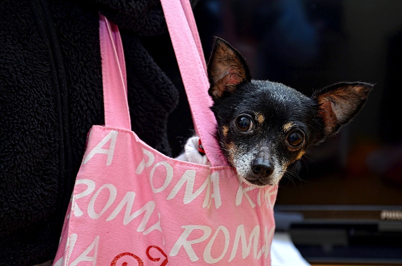 Compagnie aeree che accettano cani
