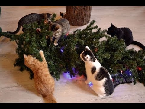 Natale animali
