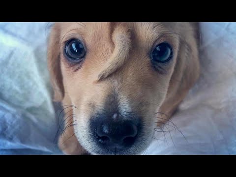 Cane unicorno