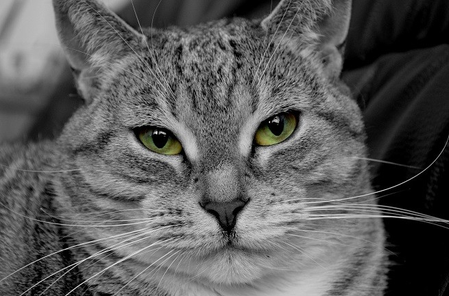 Gatto comune europeo tigrato