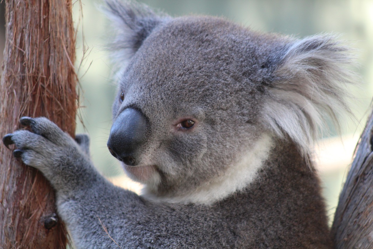 koala