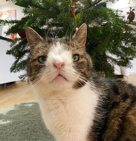 Monty gatto