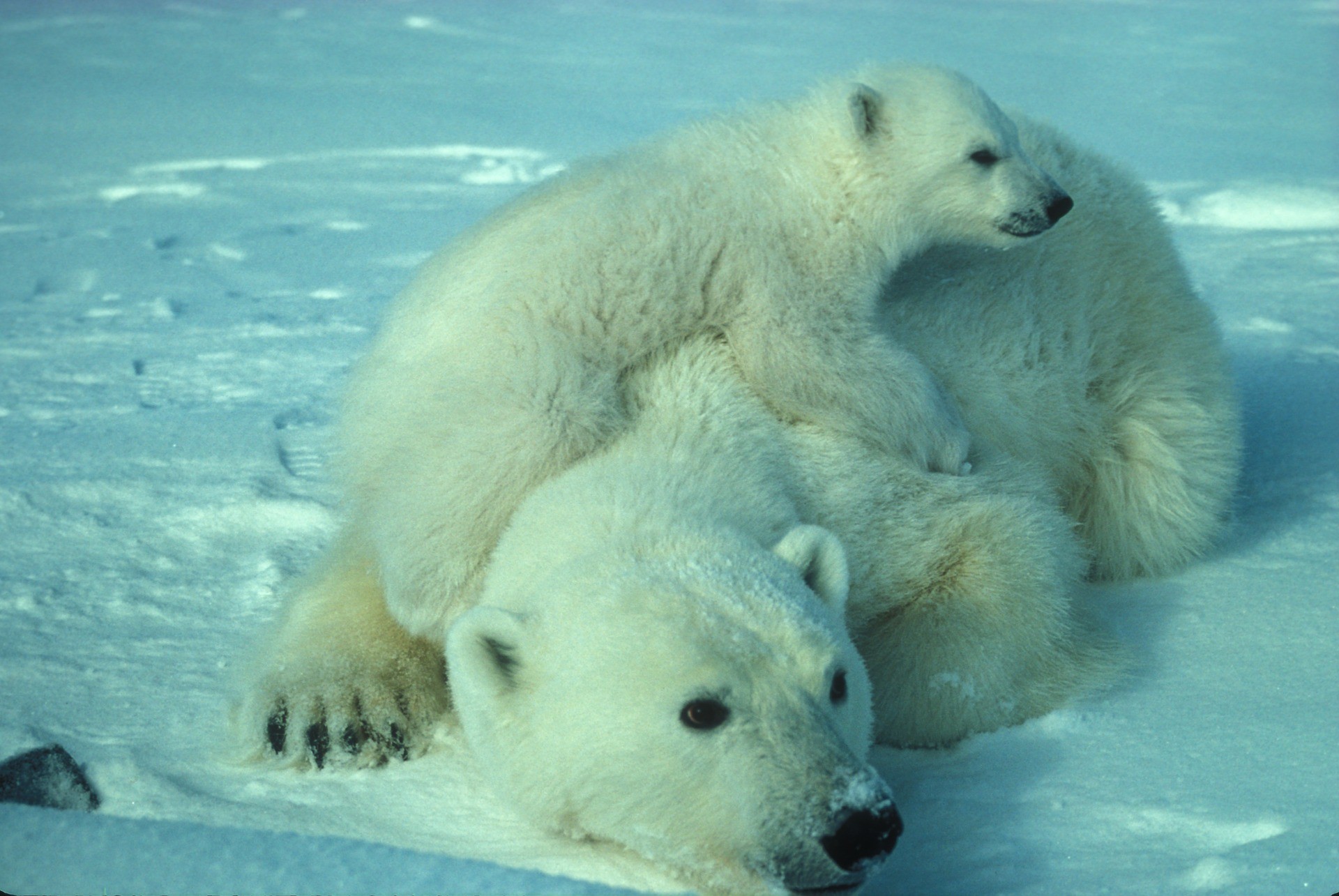 Orso polare
