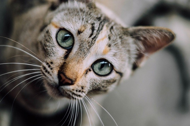 Pancreatite acuta gatto