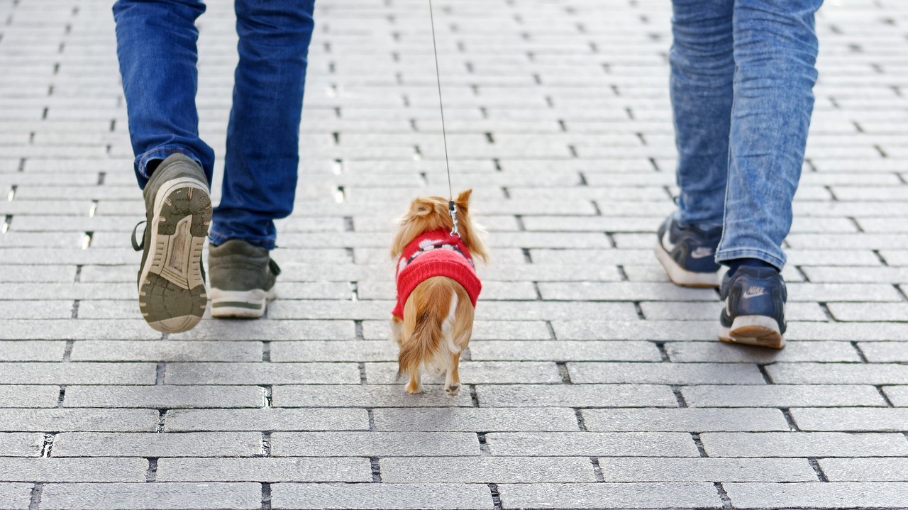 Patentino dei cani