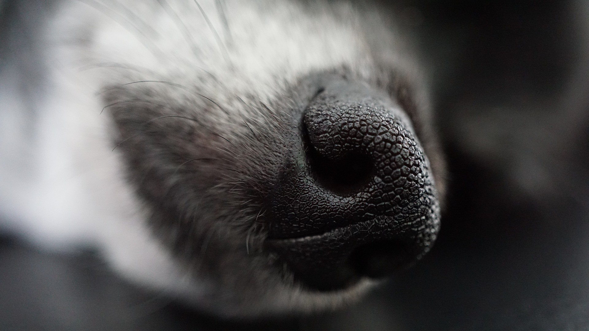 cane
