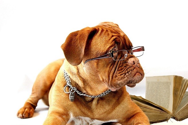 Cane e matematica: Dogue de Bordeaux