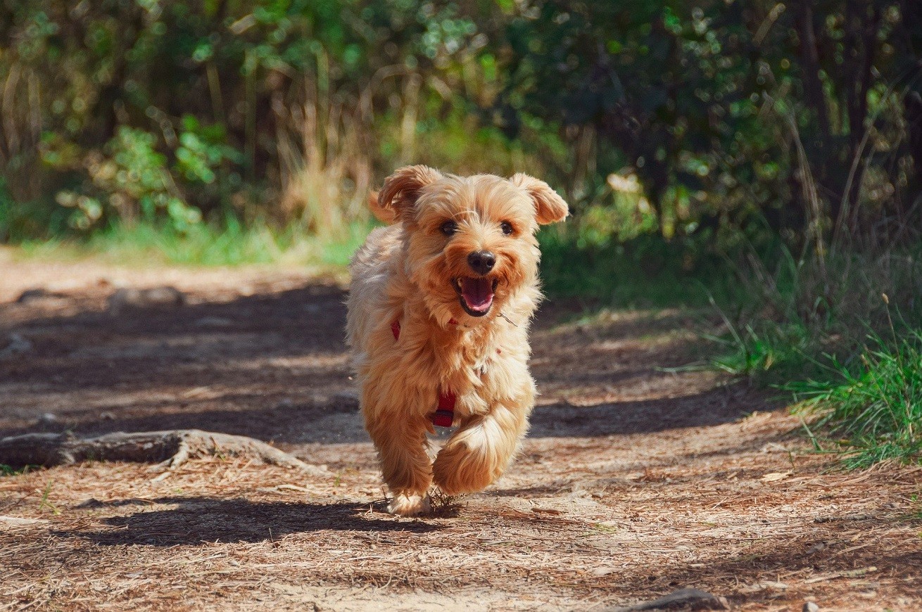 Cucciolo di Yorkshire Terrier