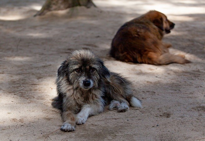 Cani randagi
