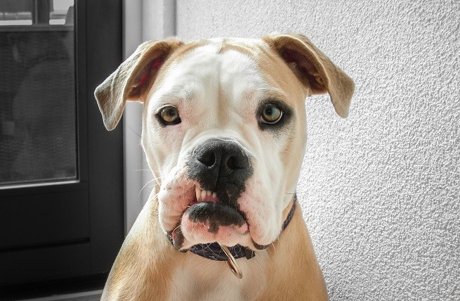 Cani