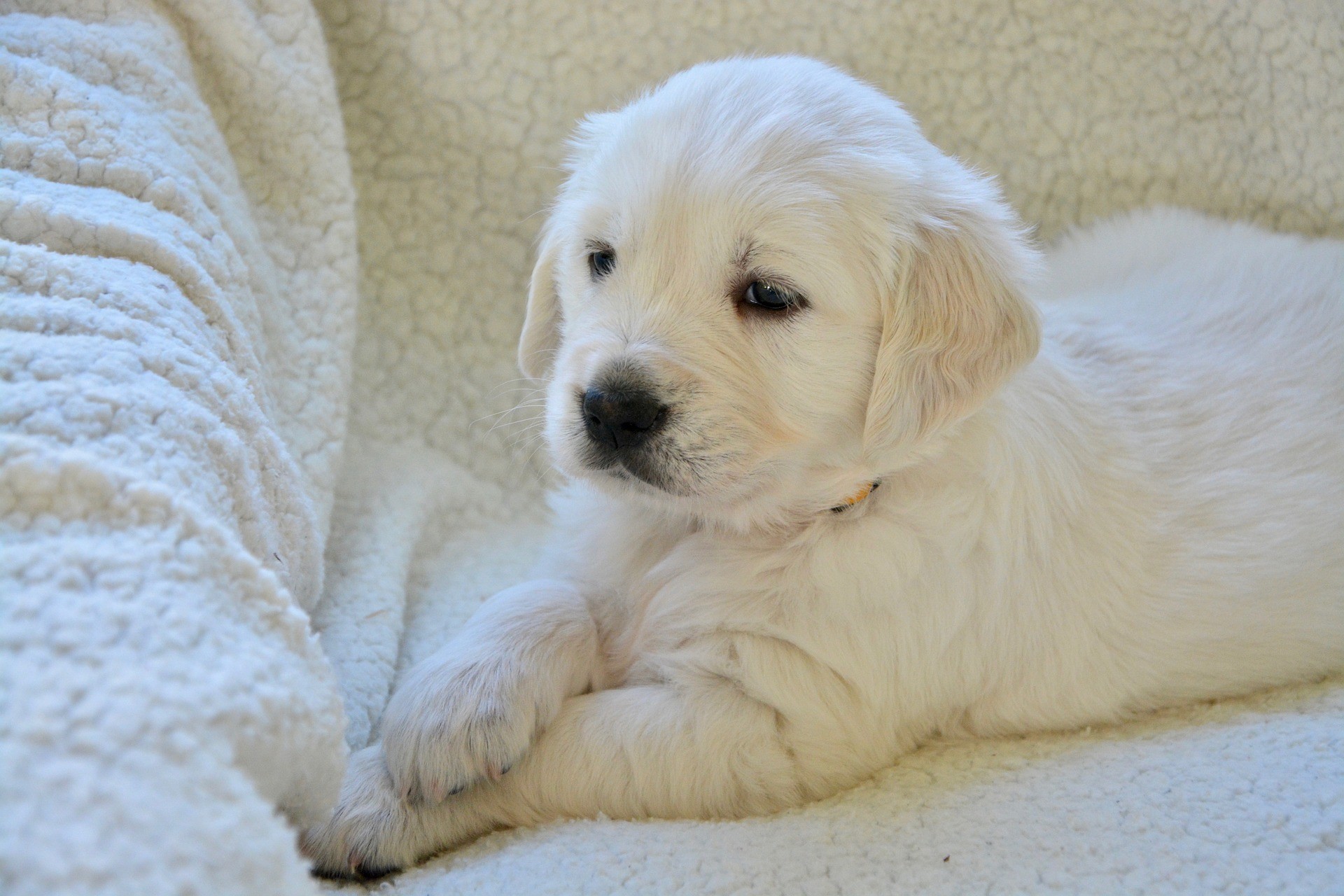CCucciolo di golden retriever