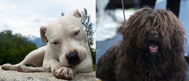 Dogo argentino e Barbet