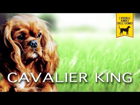 Cavalier King Charles Spaniel