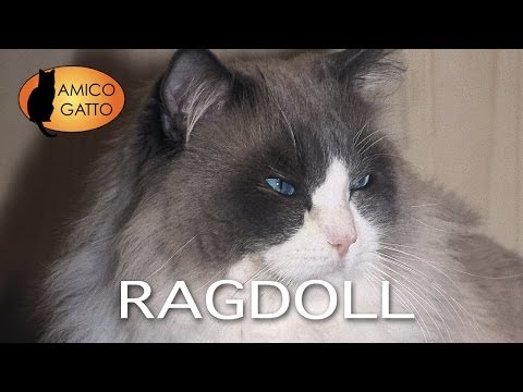 Gatti Ragdoll