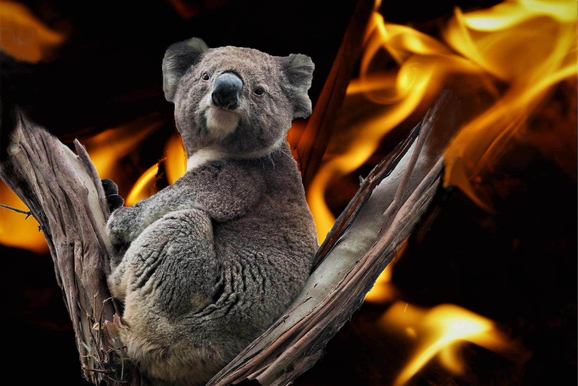 Incendi in Australia