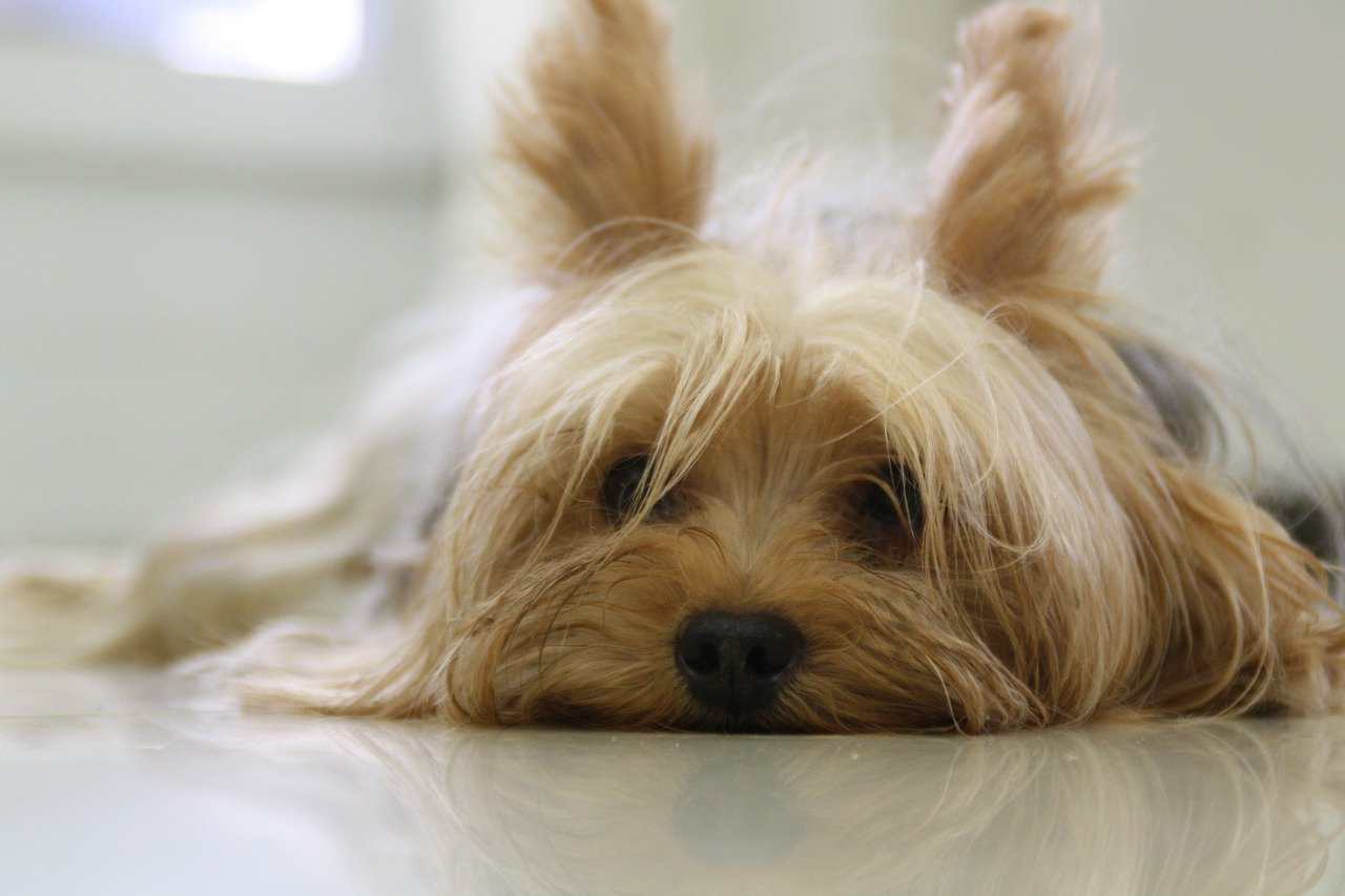 Razze di cani piccoli