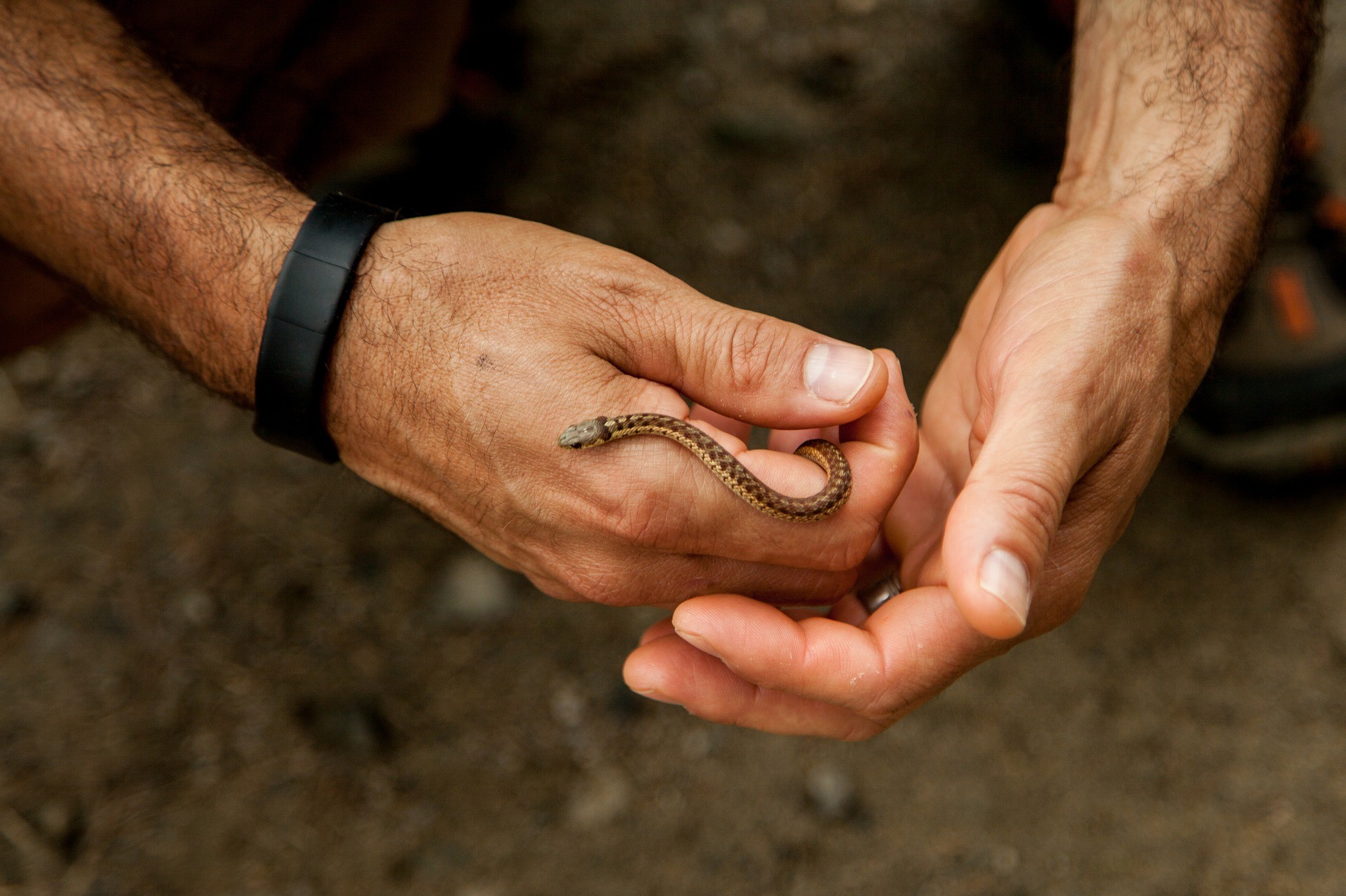 serpenti domestici