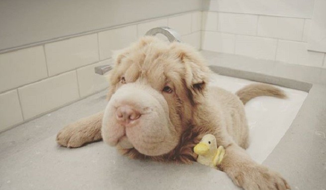 Shar Pei fluffy
