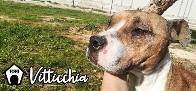 Vitticchia