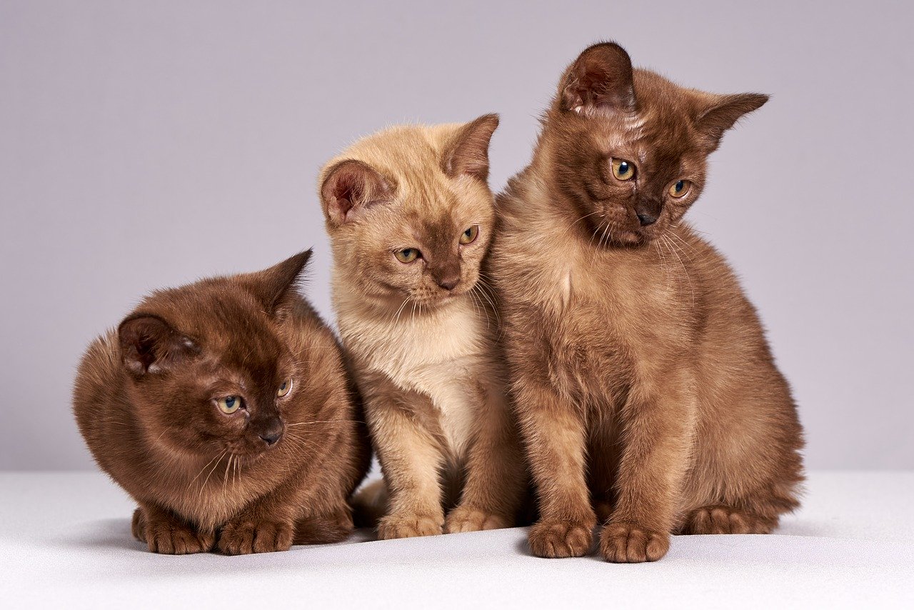 gatti