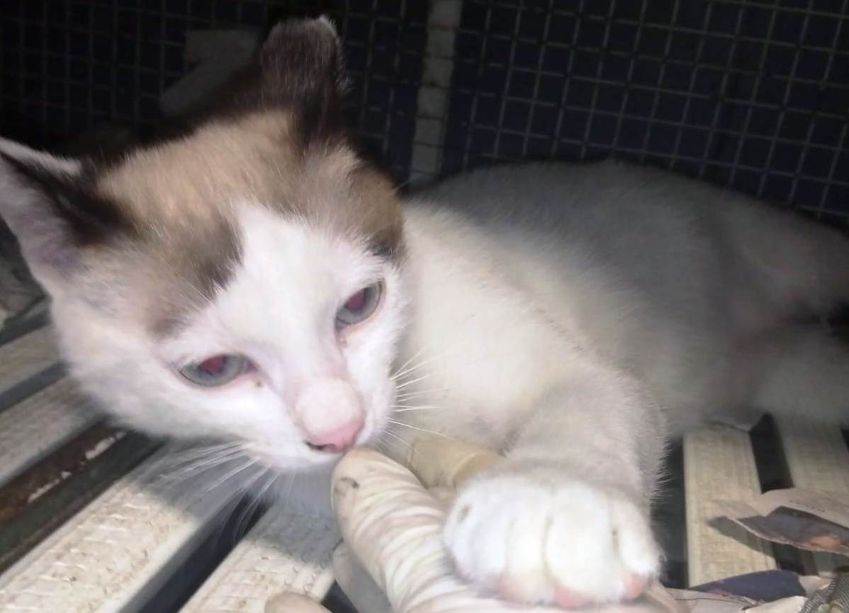 Gatto abbandonato Lucio