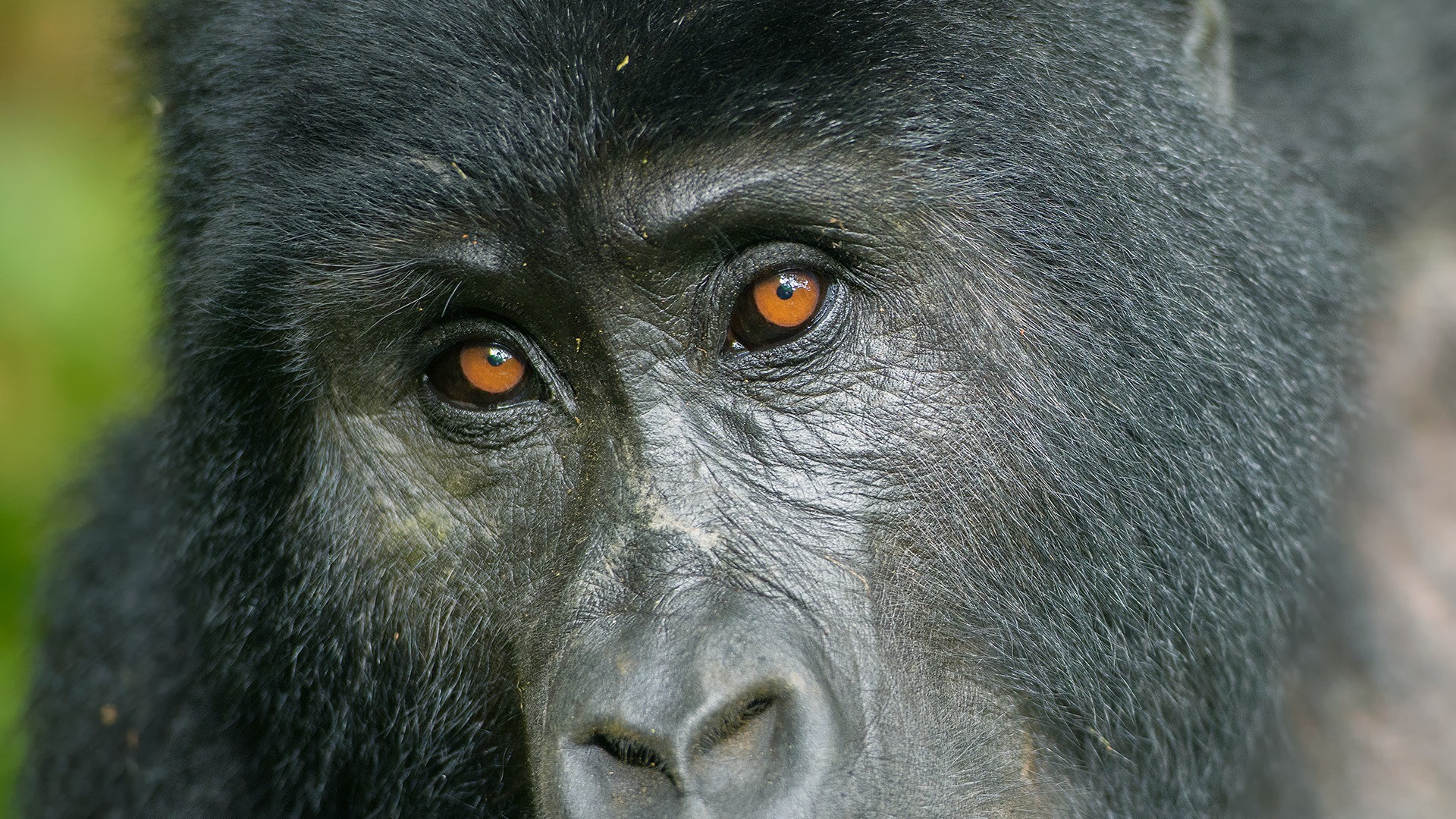 gorilla
