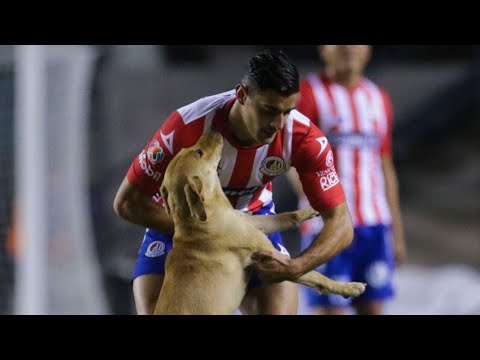 Cane Tunita Messico