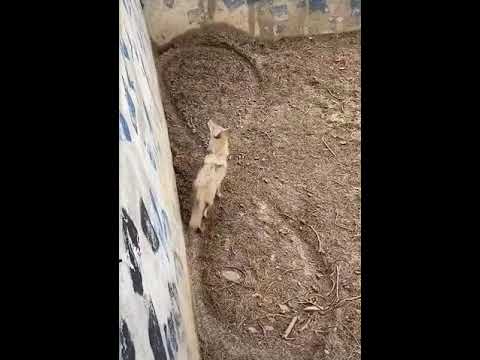 Lupo allo zoo