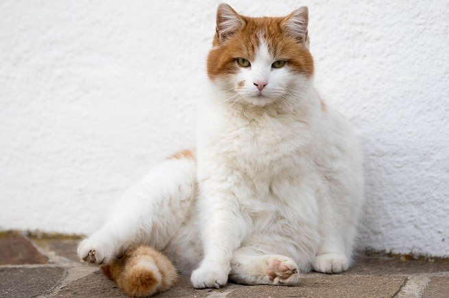 Leucemia gatto