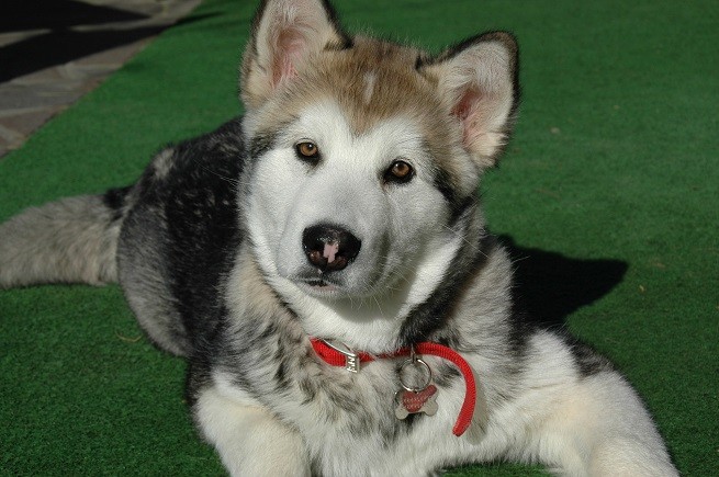 Alaskan Malamute zinco