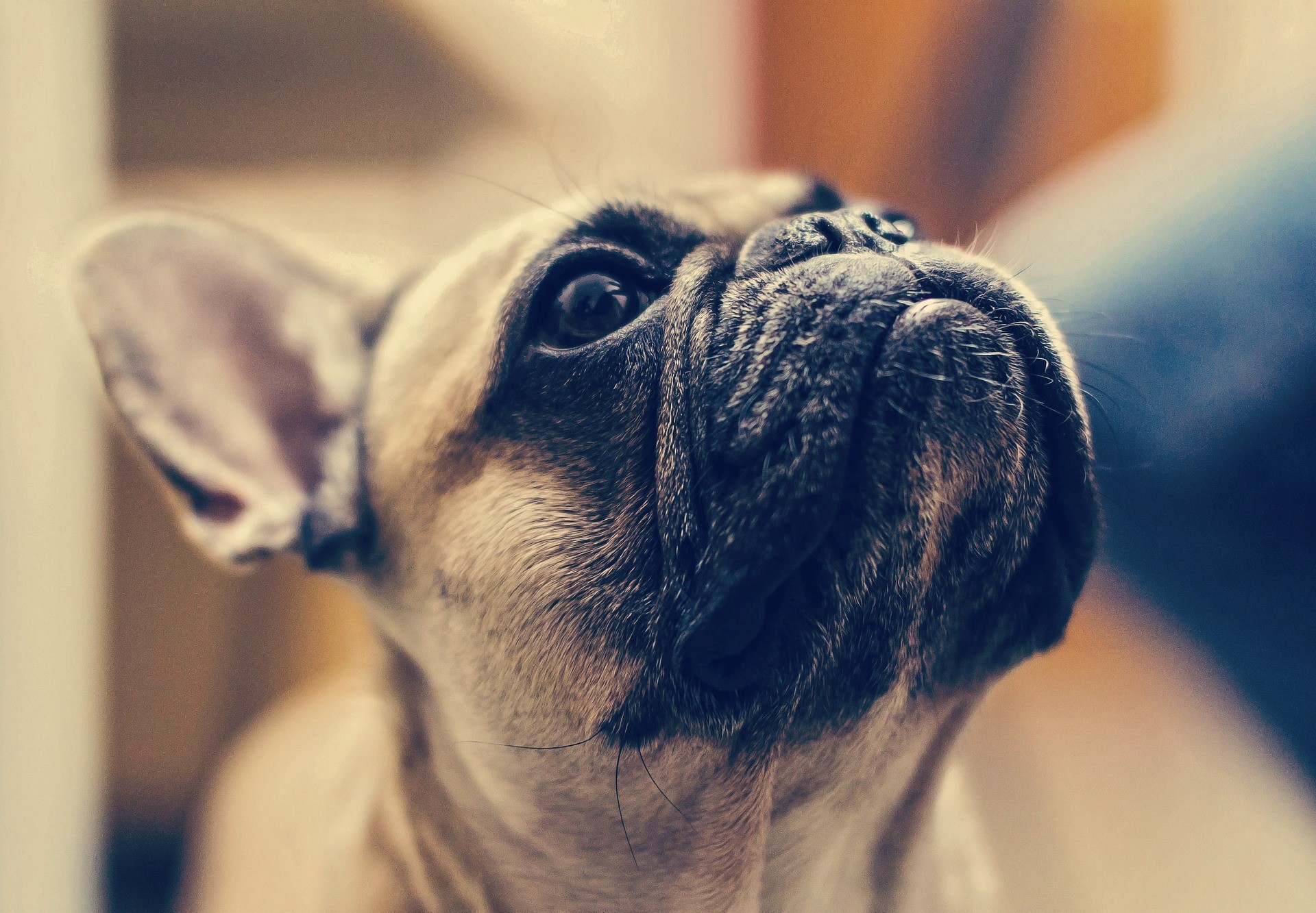 bulldog francese