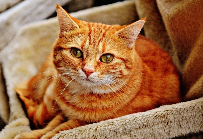Foto gatti
