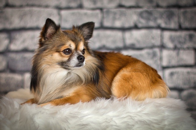 Meningoencefalite granulomatosa Chihuahua