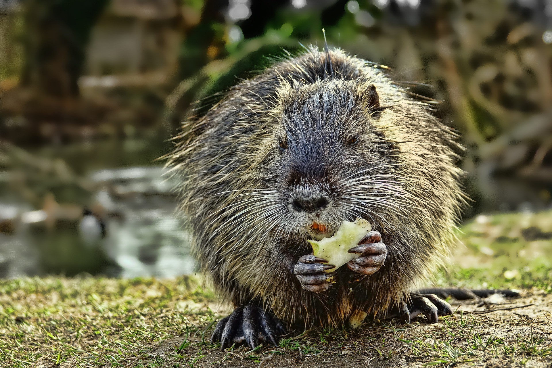 nutrie