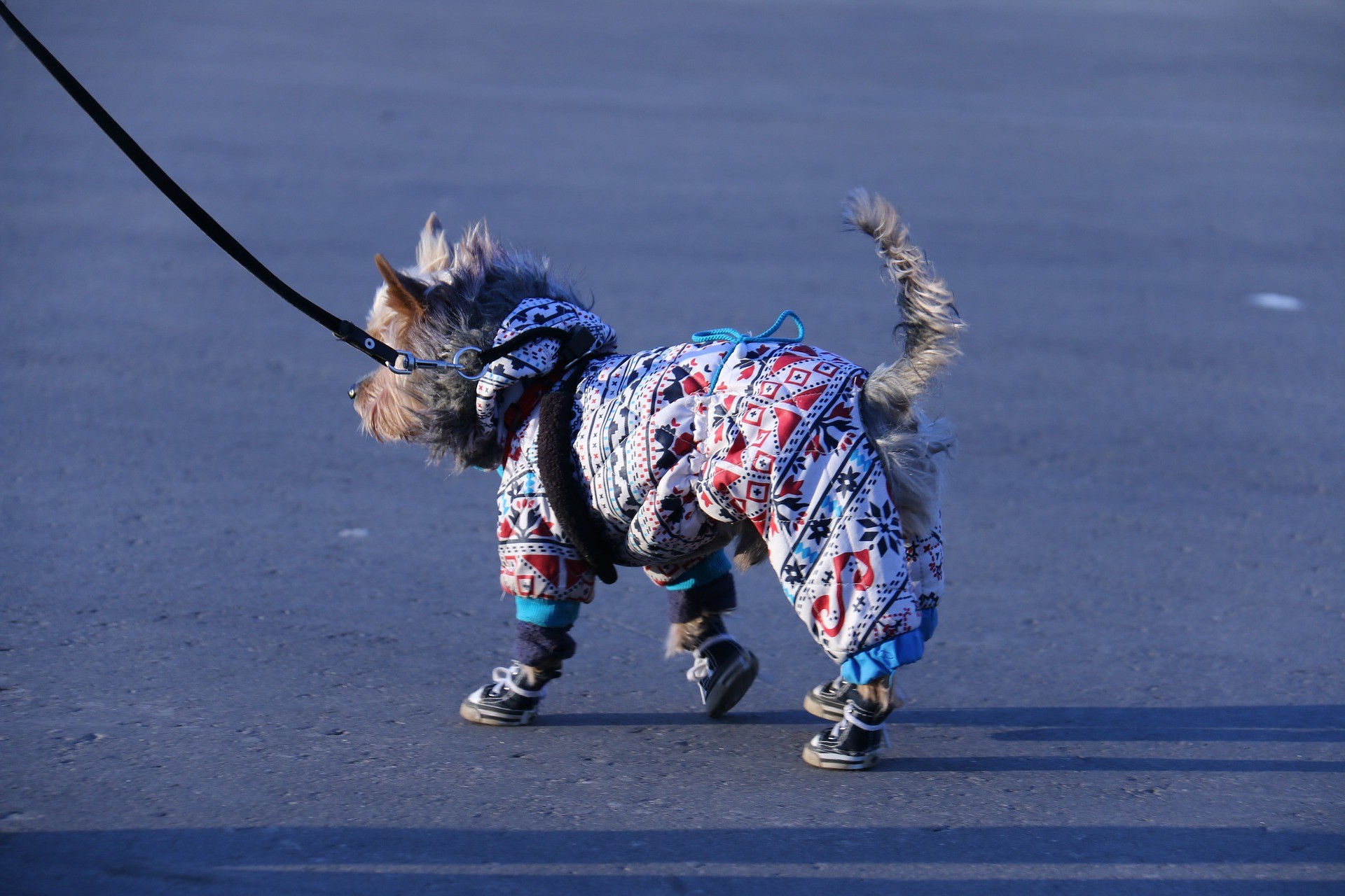 scarpe per i cani