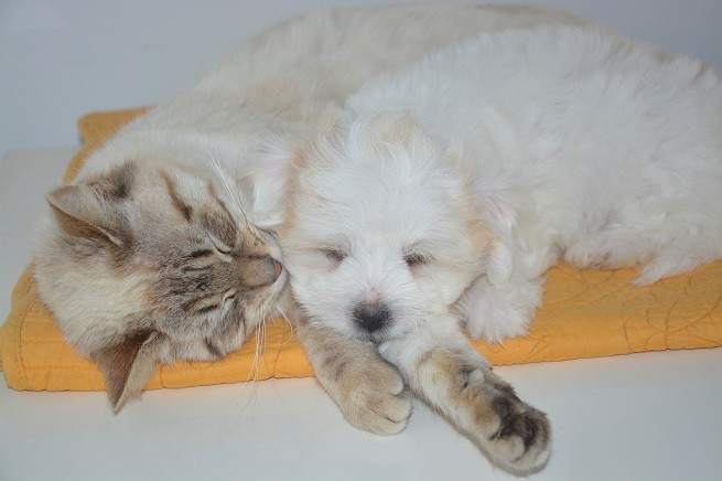 Cane e gatto, leucemia