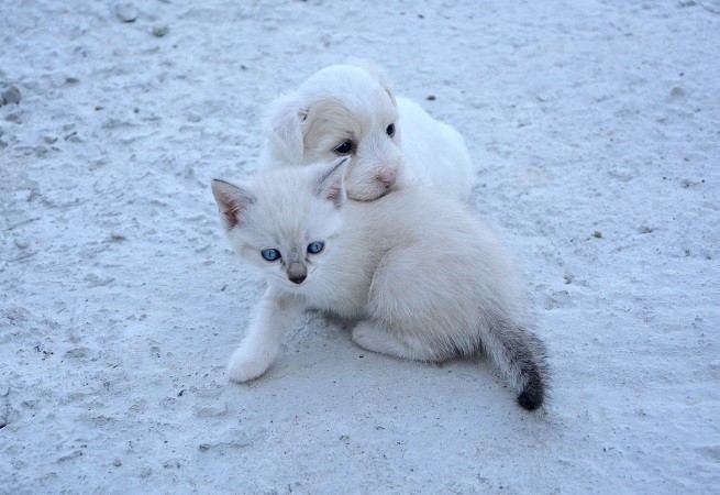 Cane e gatto, cuccioli