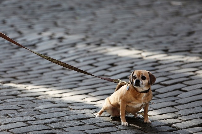 Cane guinzaglio